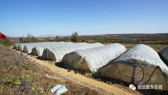 蚂蚱养殖合作_养殖山东蚂蚱技术视频_山东蚂蚱养殖技术