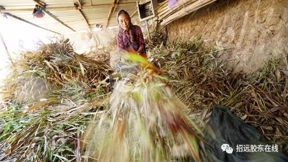 蚂蚱养殖合作_养殖山东蚂蚱技术视频_山东蚂蚱养殖技术