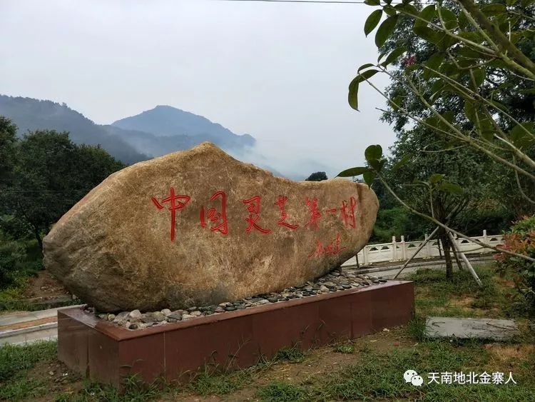 致富经种植灵芝_致富灵芝种植视频_致富灵芝种植方法