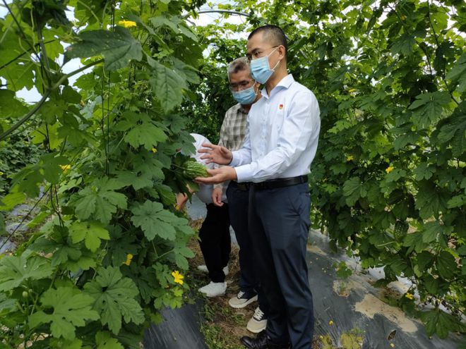 致富种植奇楠楠木_种植奇楠值得买吗_种植奇楠致富