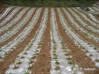 【种植技术】一定要掌握马铃薯地膜覆盖技术，产量才会高！