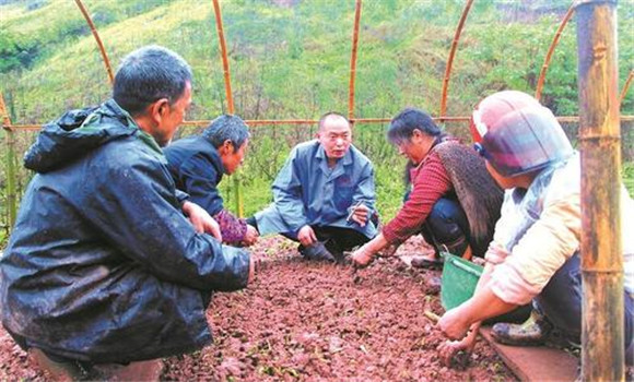 葛根种植技术与管理的主要方法与步骤