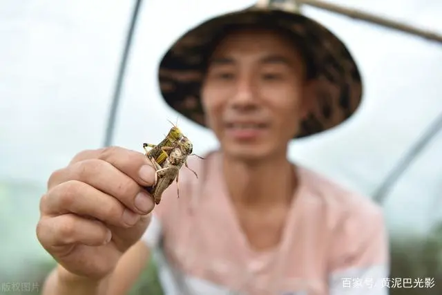 山东蚂蚱养殖现状_山东蚂蚱养殖基地_山东蚂蚱养殖技术