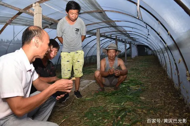 山东蚂蚱养殖技术_山东蚂蚱养殖基地_山东蚂蚱养殖现状