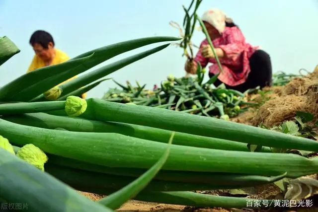 山东蚂蚱养殖技术_山东蚂蚱养殖基地_山东蚂蚱养殖现状