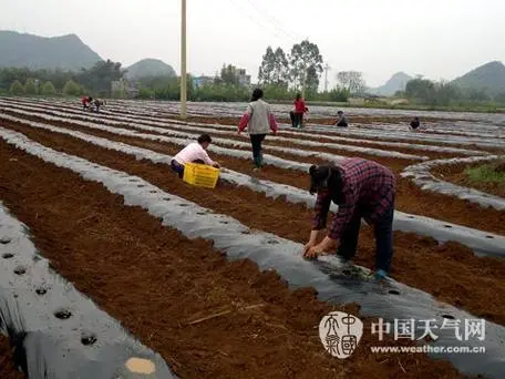 葛根高效种植技术视频-葛根高产栽培技术视频-图1