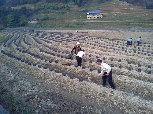 葛根高效种植技术视频-葛根高产栽培技术视频-图2