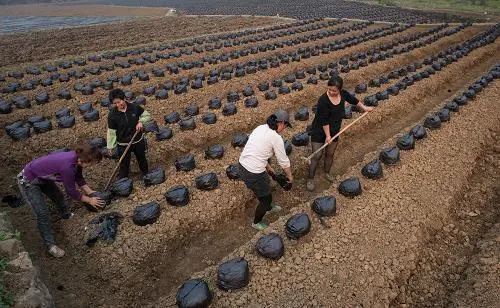 葛根高效种植技术视频-葛根高产栽培技术视频-图3