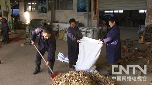 致富种植视频全集_种植前胡多久可以收获_前胡种植致富