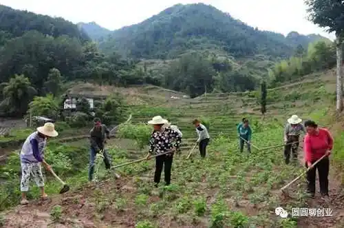 一片荒地，一种植，年入30万！农村致富新选择，教你如何用荒地轻松创业！