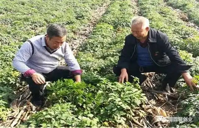 种植前胡多久可以收获_种植致富新项目_前胡种植致富