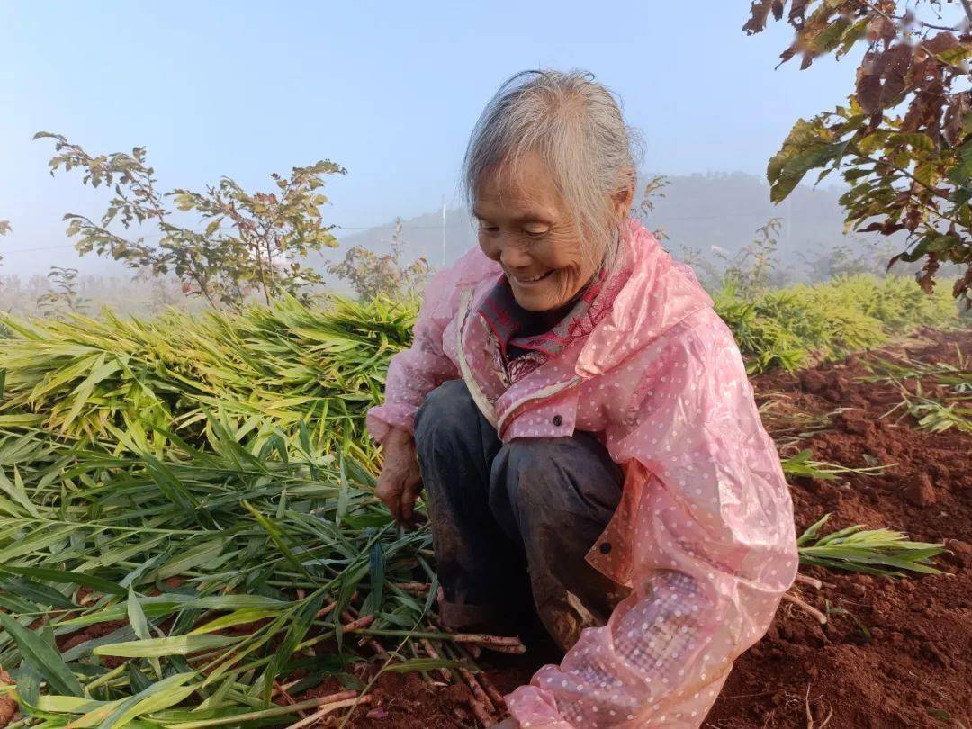 广西生姜种植技术视频_广西生姜亩产量一般能达到多少_广西生姜种植面积