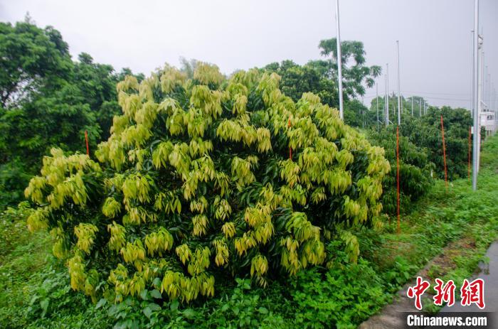 广西荔枝主产区灵山“桂味”等晚熟品种面临罕见减产 当地多措应对