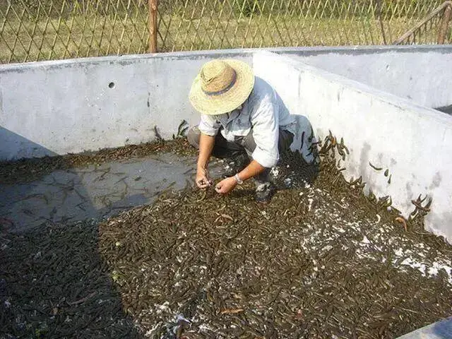 致富经养殖野兔_致富养殖野兔图片_致富养殖野兔赚钱吗