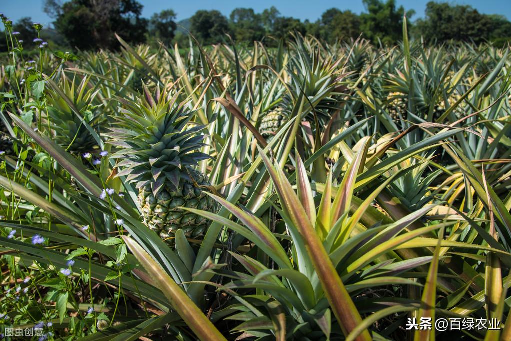 种植波罗技术视频教程_波罗种植技术_种植波罗技术要求