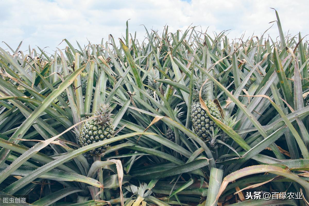 种植波罗技术视频教程_波罗种植技术_种植波罗技术要求