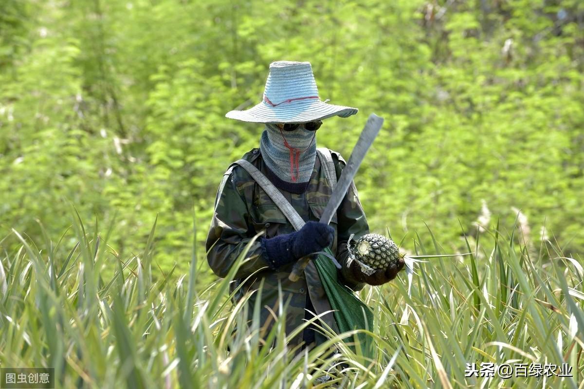 种植波罗技术视频教程_种植波罗技术要求_波罗种植技术