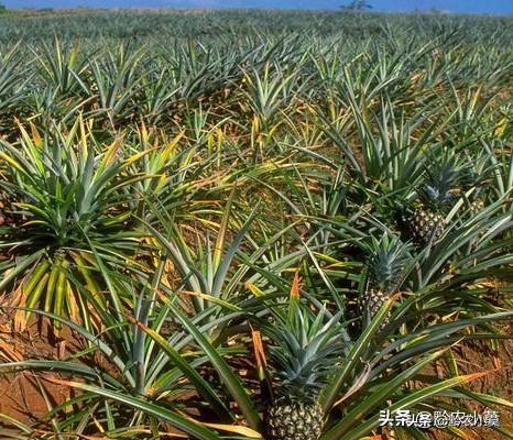 波罗种植技术_波罗种植技术视频_种植波罗技术视频教程