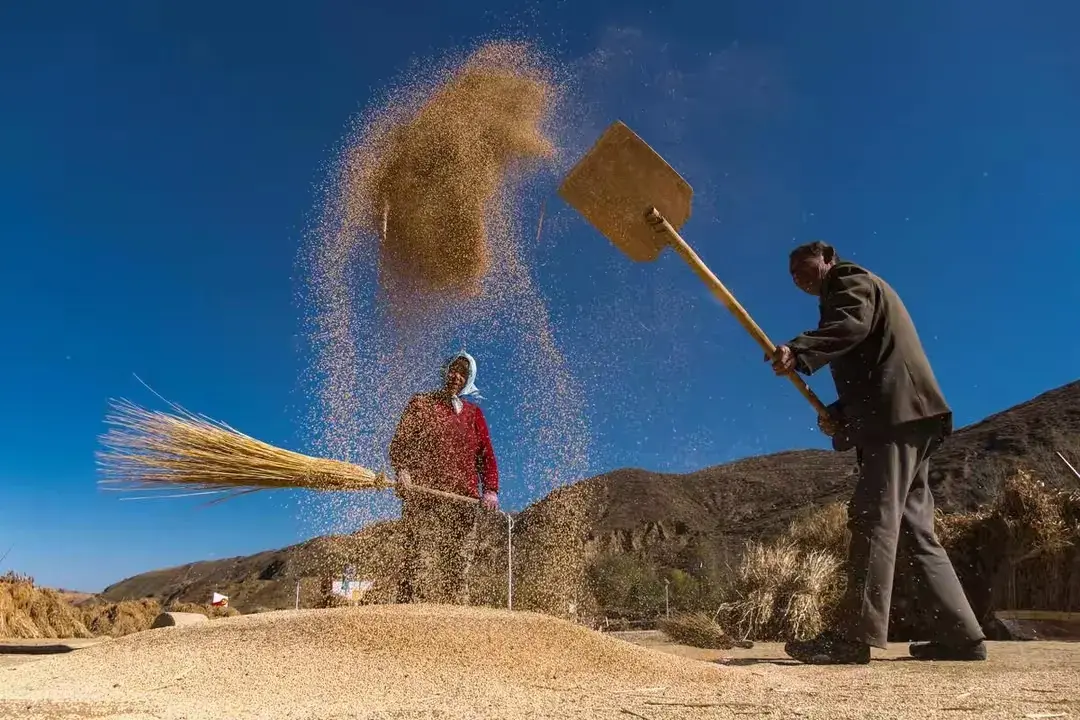 致富经麦子熟了_种麦致富经_致富经靠种小麦