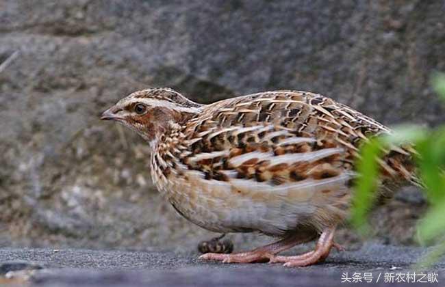 致富养殖野兔视频_致富养殖野兔赚钱吗_致富经养殖野兔