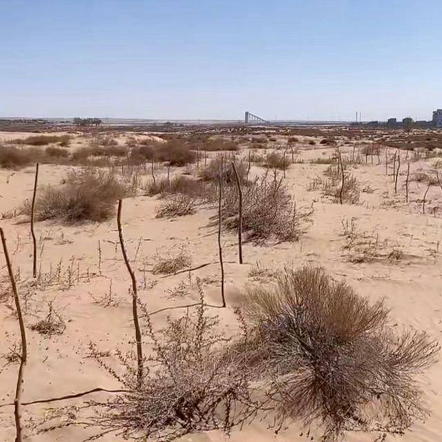 致富沙漠种植项目有哪些_沙漠种树项目_沙漠种植致富项目