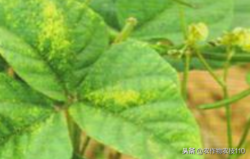 绿豆牙种植技术视频_绿豆牙种植技术_绿豆牙的种植方法