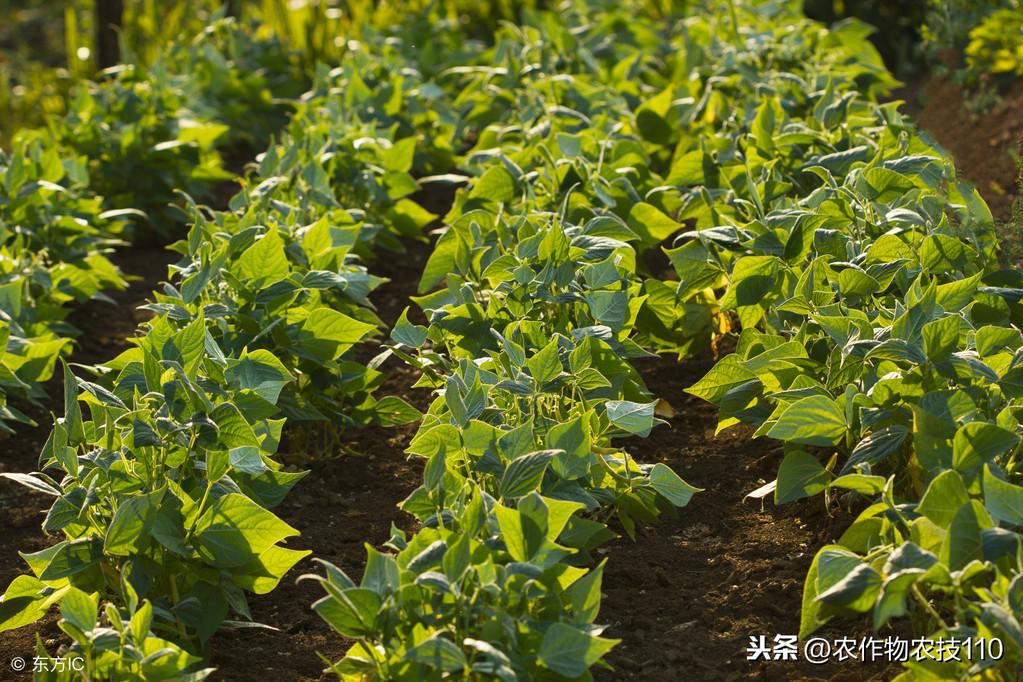 绿豆牙种植技术_绿豆牙种植技术视频_绿豆牙的种植方法