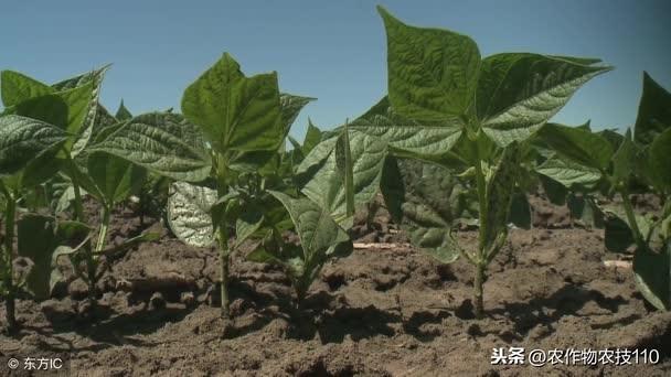 绿豆牙种植技术视频_绿豆牙种植技术_绿豆牙的种植方法