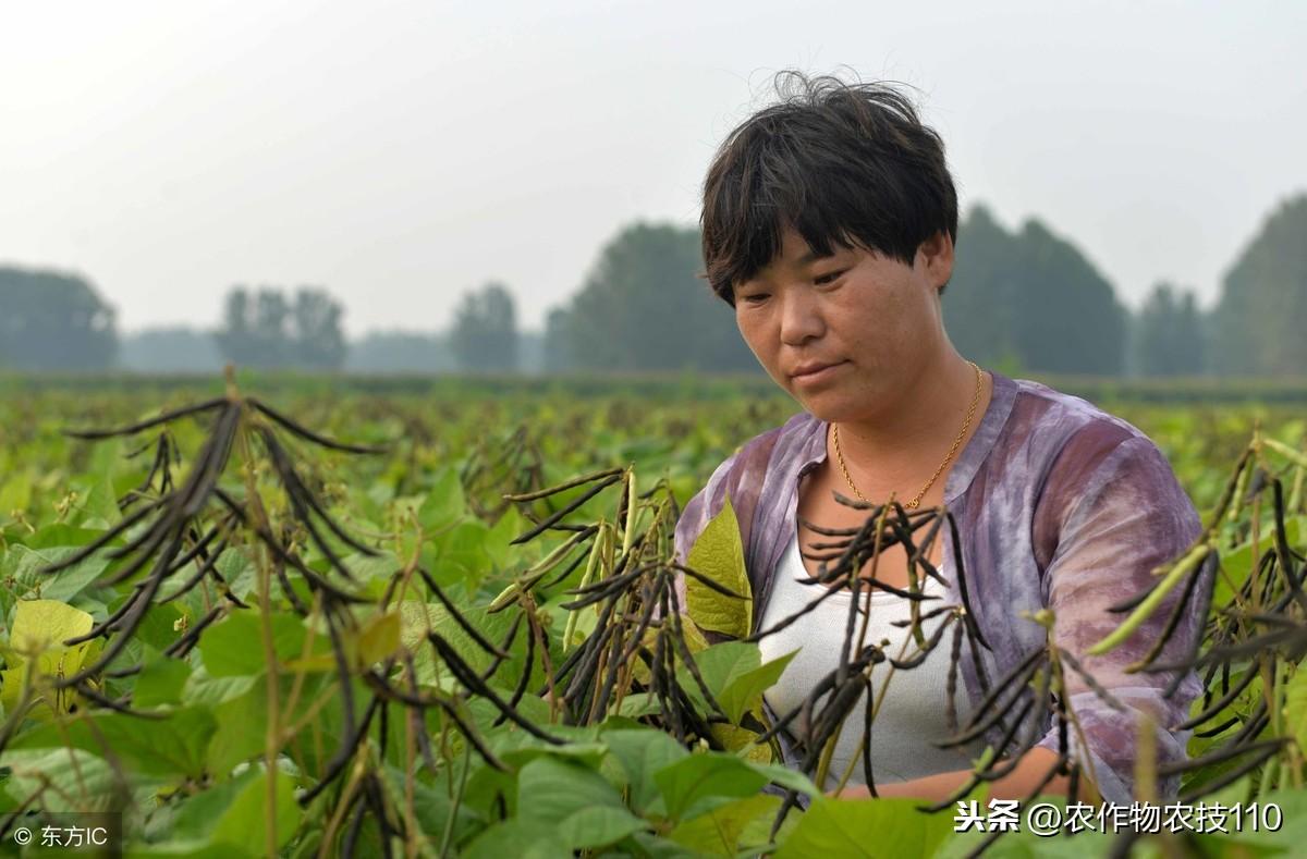 绿豆牙的种植方法_绿豆牙种植技术视频_绿豆牙种植技术