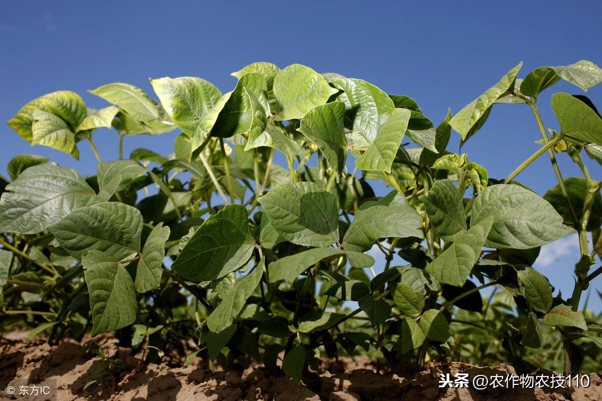 绿豆牙种植技术_绿豆牙种植技术视频_绿豆牙的种植方法