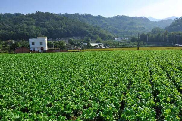 致富养殖野兔视频_养殖野兔子前景如何_致富经养殖野兔