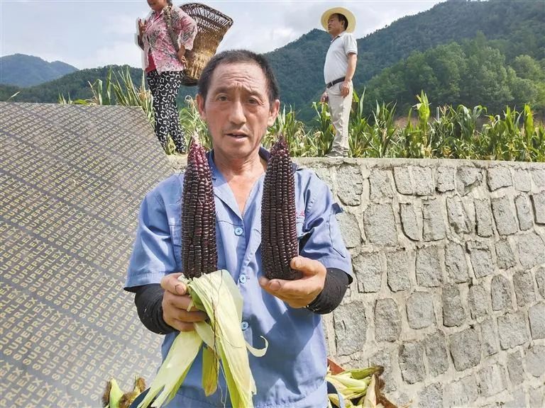 大荔西红柿种植致富_西红柿种植效益_大荔西红柿基地