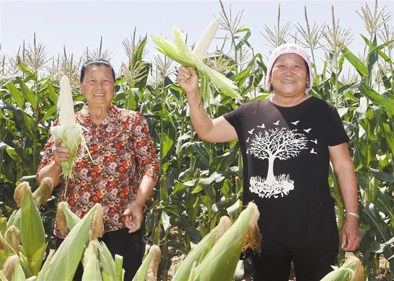 西红柿种植效益_大荔西红柿基地_大荔西红柿种植致富