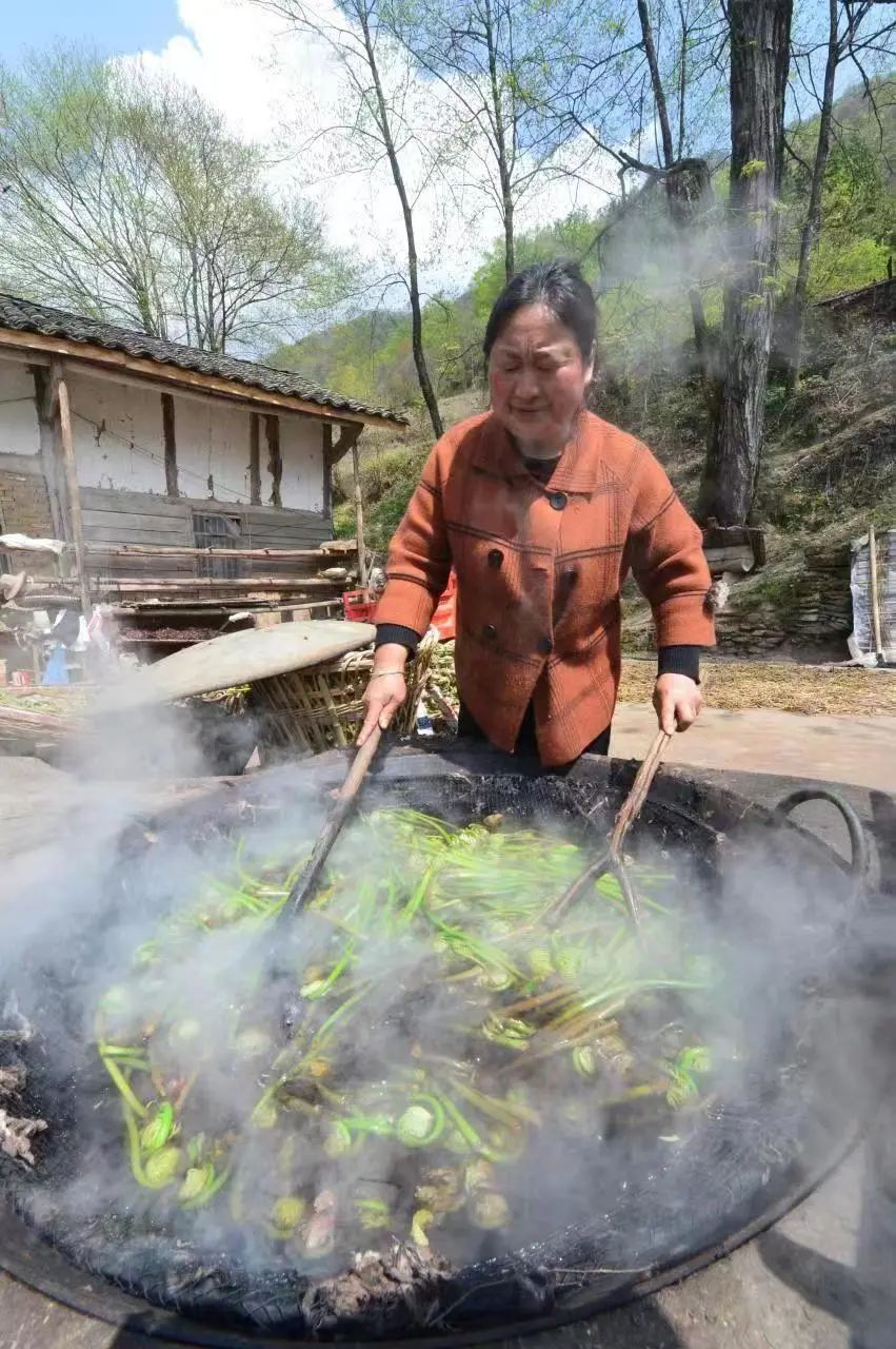 薇菜种植前景_致富种植薇菜视频_种植薇菜致富