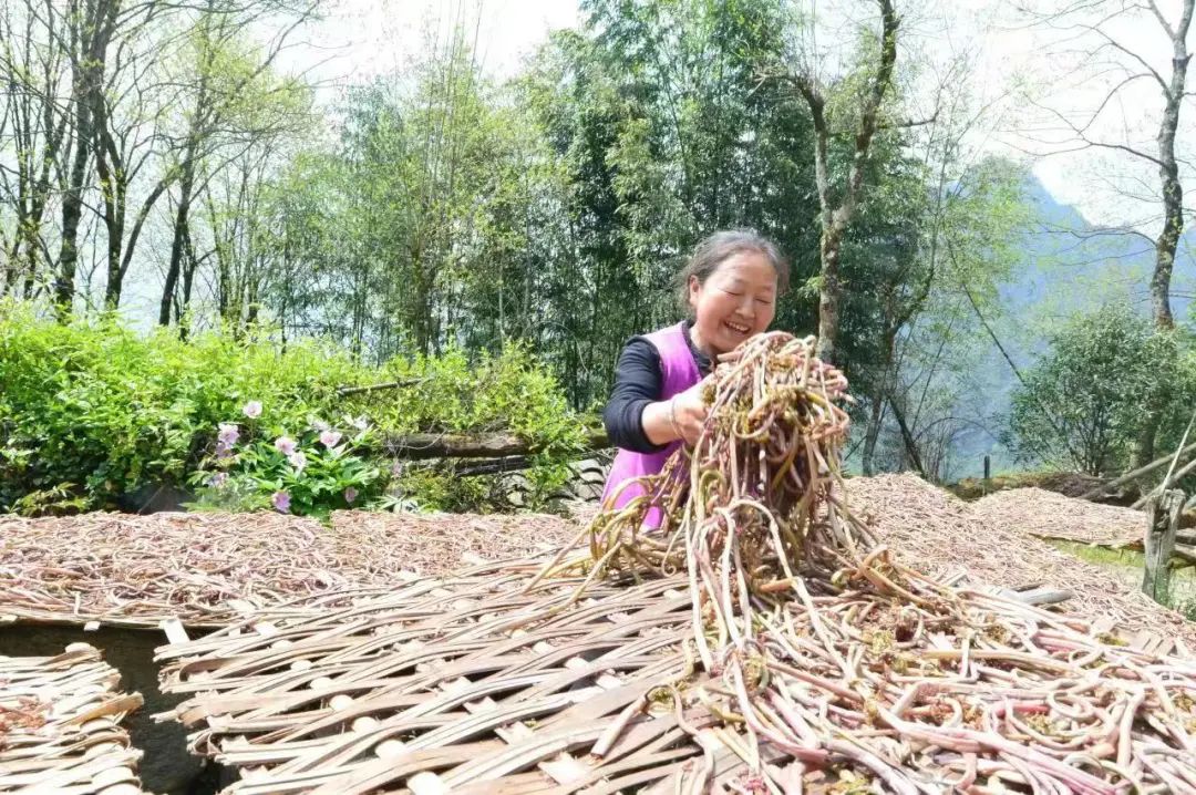 种植薇菜致富_致富种植薇菜视频_薇菜种植前景