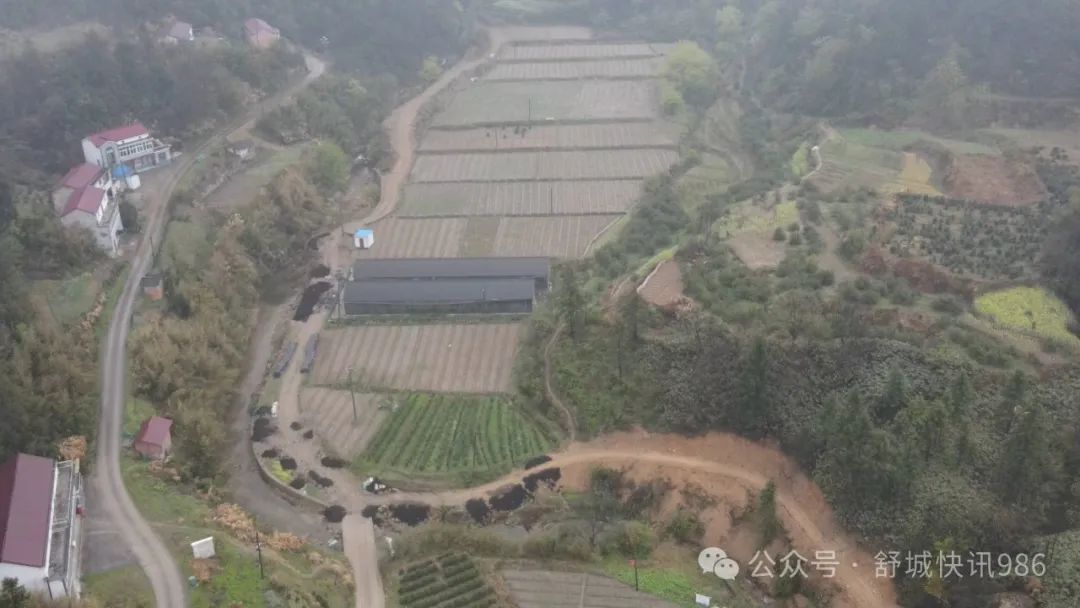 致富种植薇菜图片_种植薇菜致富_致富种植薇菜怎么样