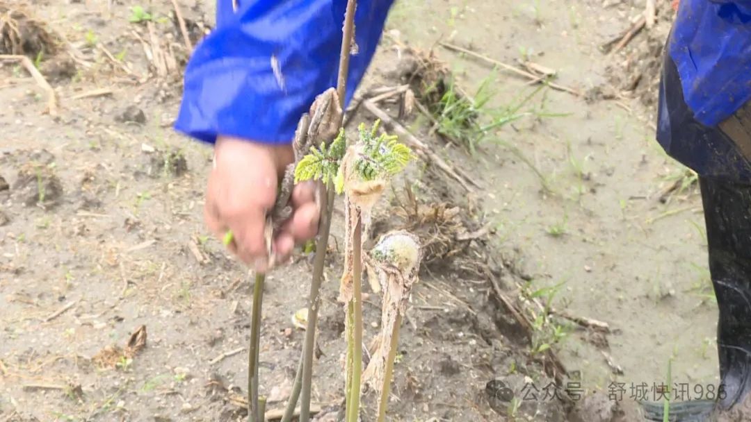 致富种植薇菜怎么样_种植薇菜致富_致富种植薇菜图片