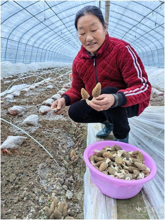 农村致富种植_农村种植致富好项目_农村种植致富伞