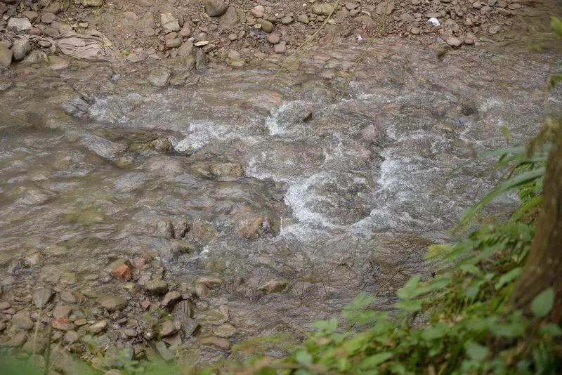 农村致富种植黄精_农村致富种植黄精_农村致富种植黄精