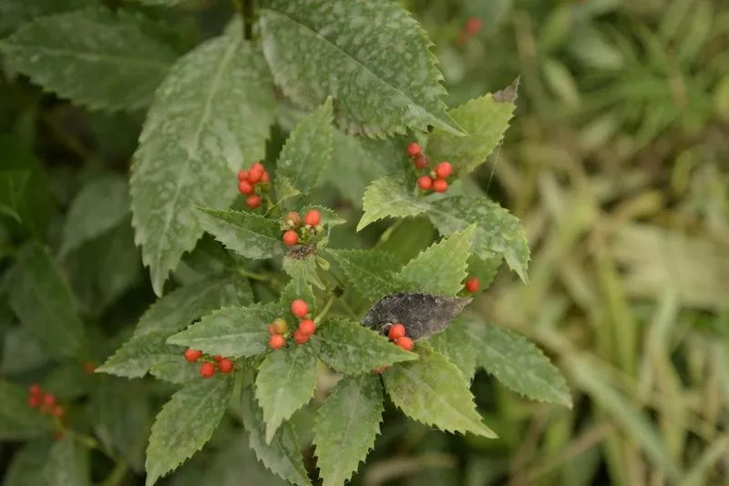 农村致富种植黄精_农村致富种植黄精_农村致富种植黄精