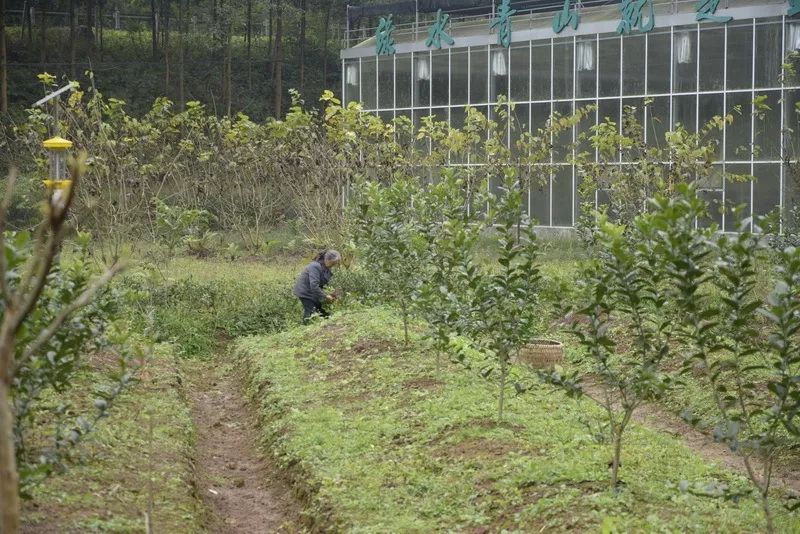 农村致富种植黄精_农村致富种植黄精_农村致富种植黄精