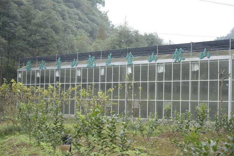 农村致富种植黄精_农村致富种植黄精_农村致富种植黄精