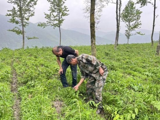 农村致富种植黄精_农村致富种植黄精_农村致富种植黄精