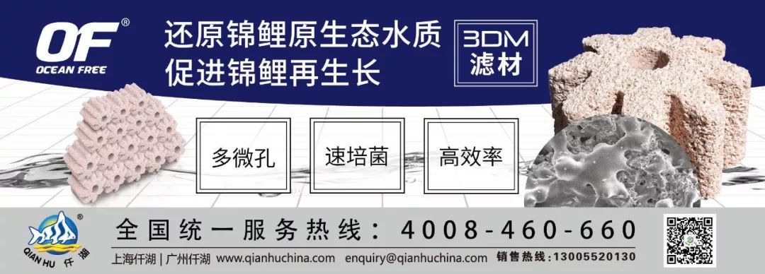 锦理养殖技术_锦鲤养殖的方法与技巧视频_养殖锦鲤技术