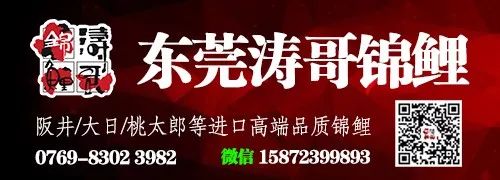 锦鲤养殖的方法与技巧视频_锦理养殖技术_养殖锦鲤技术