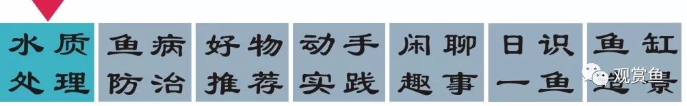 锦鲤养殖的方法与技巧视频_锦理养殖技术_锦鸡养殖技术