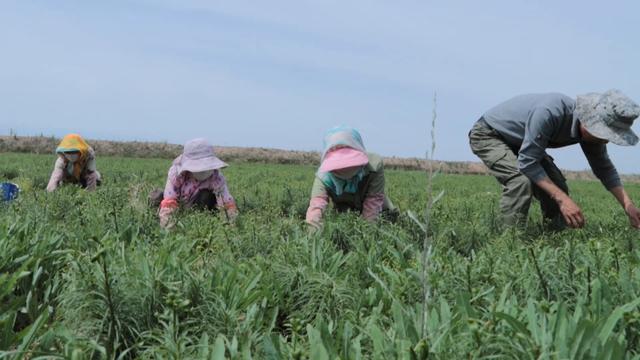 甘肃高原夏菜基地_甘肃夏菜种植致富_甘肃种什么菜