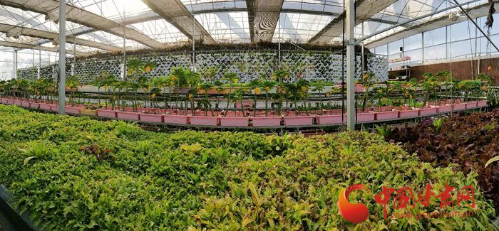 甘肃高原夏菜基地_甘肃夏菜种植致富_甘肃农村种植致富好项目