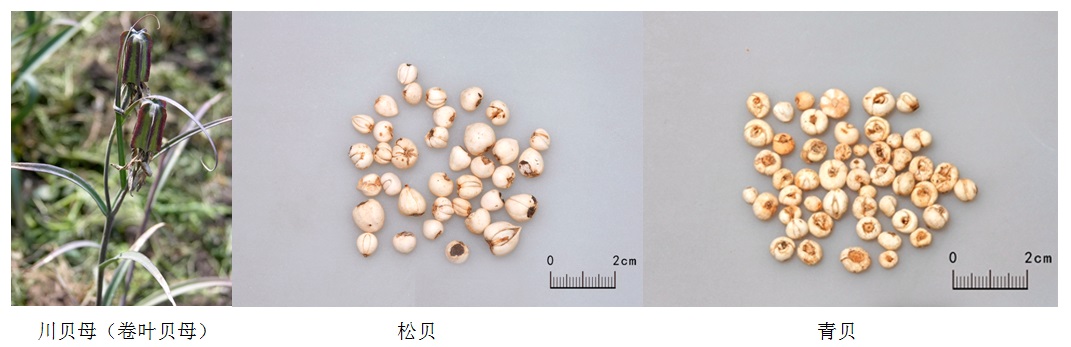 贝母品种辨析_博物馆