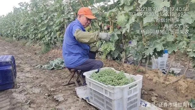 酿酒有机葡萄种植技术视频_酿酒葡萄种植技术与管理_酿酒葡萄种植效益